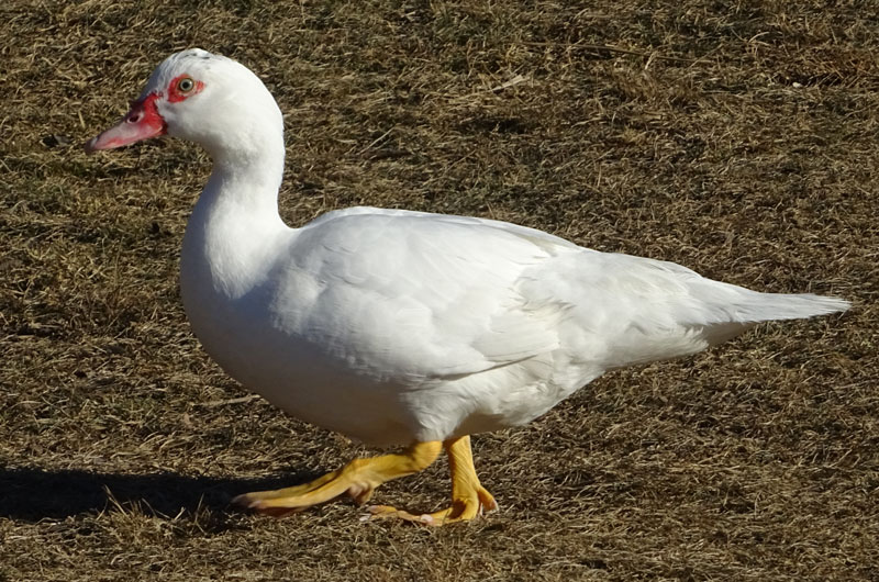 Cairina moschata - Anatidae